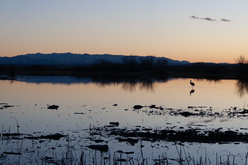 Sandhill Crane at Dusk